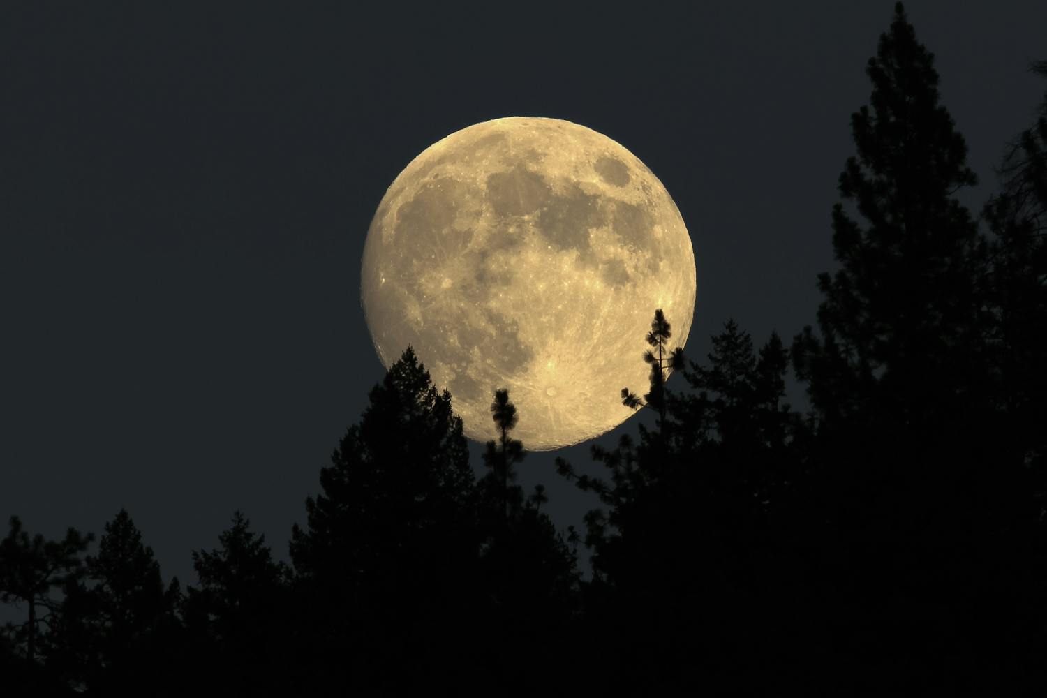 Full,Moon,Rising,Behind,The,Trees,,Oregon,,Ashland,,Cascade,Siskiyou